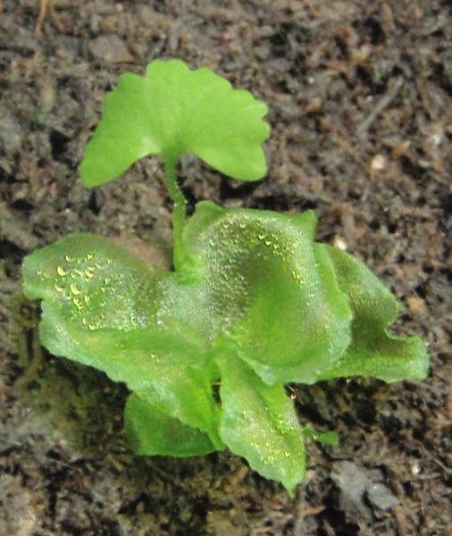 Gametophyte and sporophyte of the fern Onoclea sensibilis (barring contamination) sown in October of the same year from material from the previous fall (with a low germination rate).
